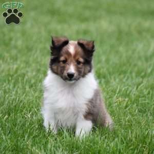 Blossom, Sheltie Puppy